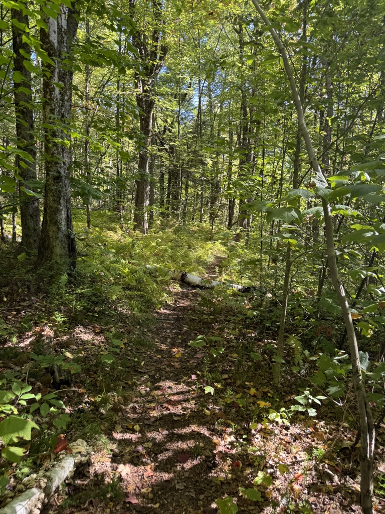 A narrow trail winding through green woodland