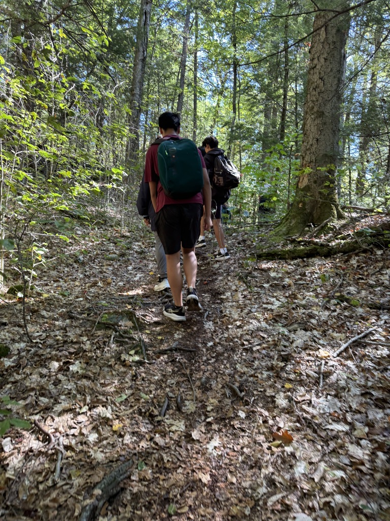A group walking along a forest path